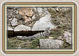 IMG_6717