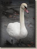 IMG_7474
